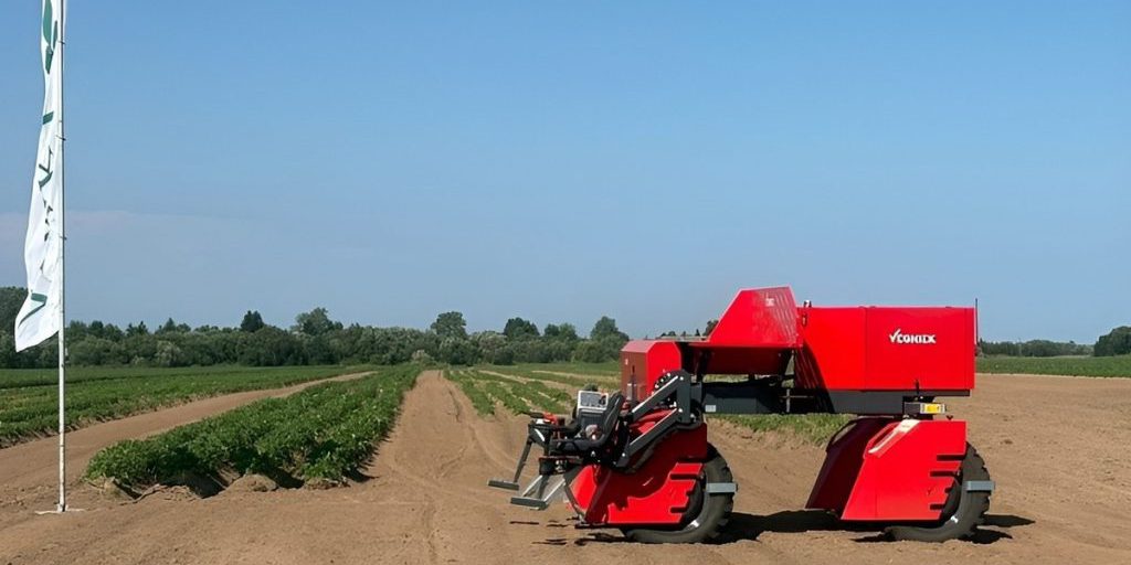 В Поморье урожай в 3 тысячи тонн семенного картофеля