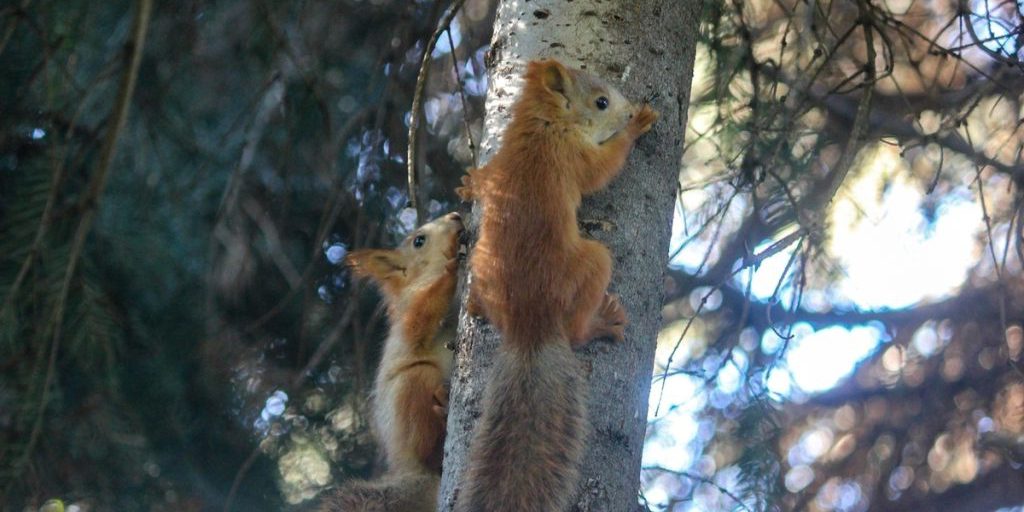 Scoiattoli appena nati alla stazione biologica dell'Università Statale di Rjazan': gli abitanti possono scegliere i nomi dei nuovi arrivati