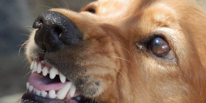 Rabbia nella regione di Kursk: il rifiuto della vaccinazione obbligatoria solleva preoccupazioni per la salute pubblica