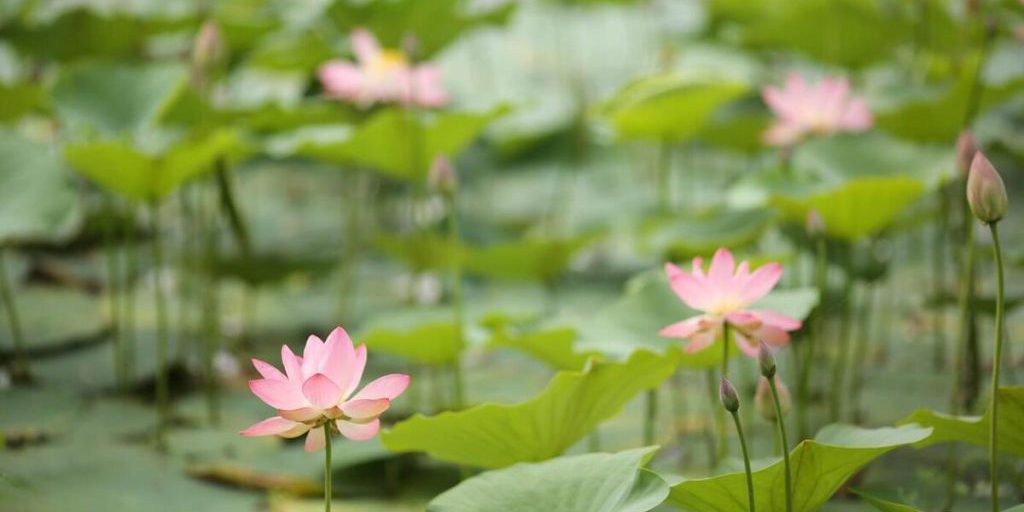 Due percorsi nella regione di Volgograd entrano a far parte dell'Atlante federale dei viaggi russi, promuovendo il turismo e lo sviluppo economico locale