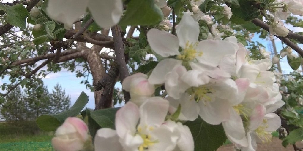 Аллеи в честь героев СВО высадят в Вологде