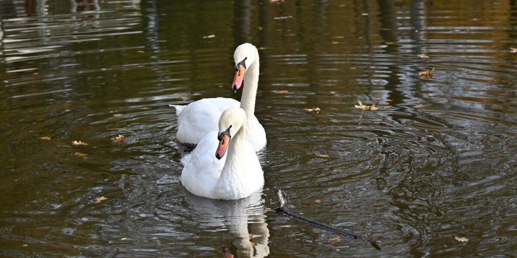 Stesh e Stepa in Vacanza: la Partenza degli Amati Uccelli di Serpukhov e le sue Implicazioni Ambientali