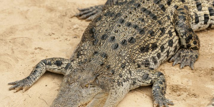 В брюхе огромного крокодила нашли голову и кости пропавшего юноши