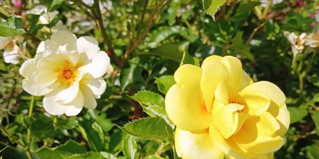 Tempesta Geomagnetica di Intensità 3: Previsioni e Possibili Effetti sulla Vita Quotidiana