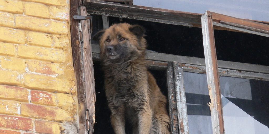 Петербург взял на контроль здоровье бездомных животных
