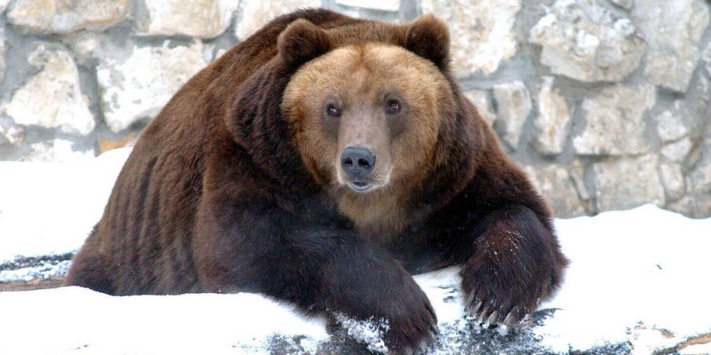 Donna russa uccisa da un'orsa sull'isola di Sachalin mentre raccoglieva frutta