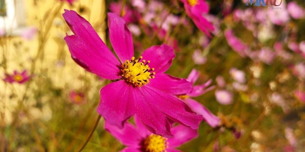 Previsioni Meteo a Kaluga: un inizio di settimana soleggiato per la città russa