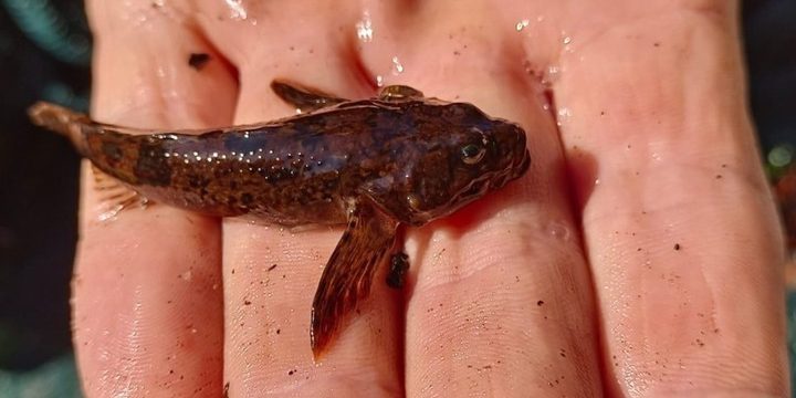 В Себежском районе учёные подтвердили наличие редкого вида рыб