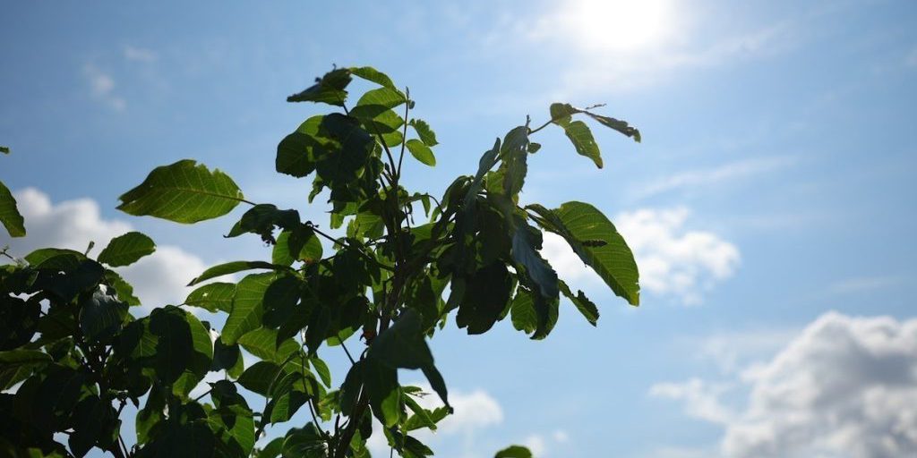 Previsioni Meteo a Volgograd: un breve ritorno all'estate con condizioni calde e soleggiate