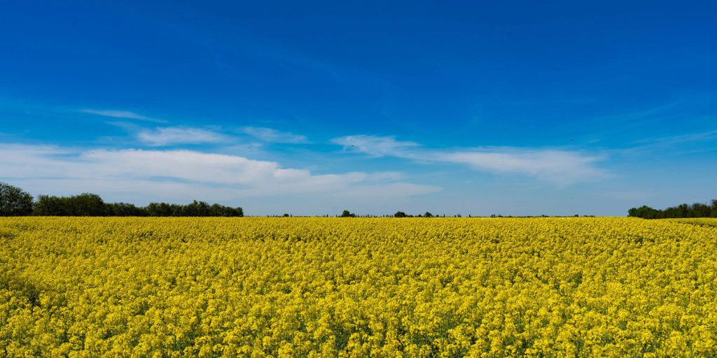 "Ozimyj raps: coltivazione e produzione sulla Kuban, uno dei principali regioni agricole della Russia"