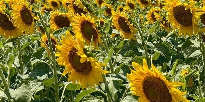 Режим ЧС по почвенной засухе ввели еще в четырех районах Ростовской области