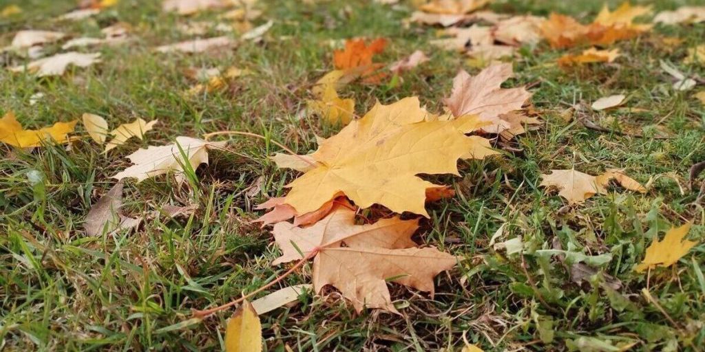 В Ленобласти 20 октября ожидается облачная погода и до +9 градусов