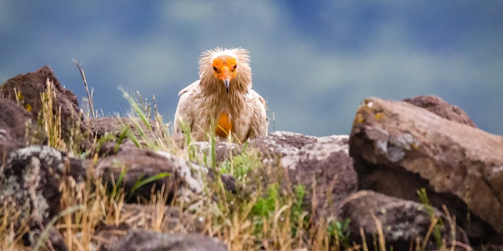 В Испании в гнездах стервятников нашли вещи XIV века