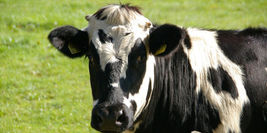 Aumento della produzione di carne e latte nella regione di Orël: un trend positivo per l'agricoltura russa