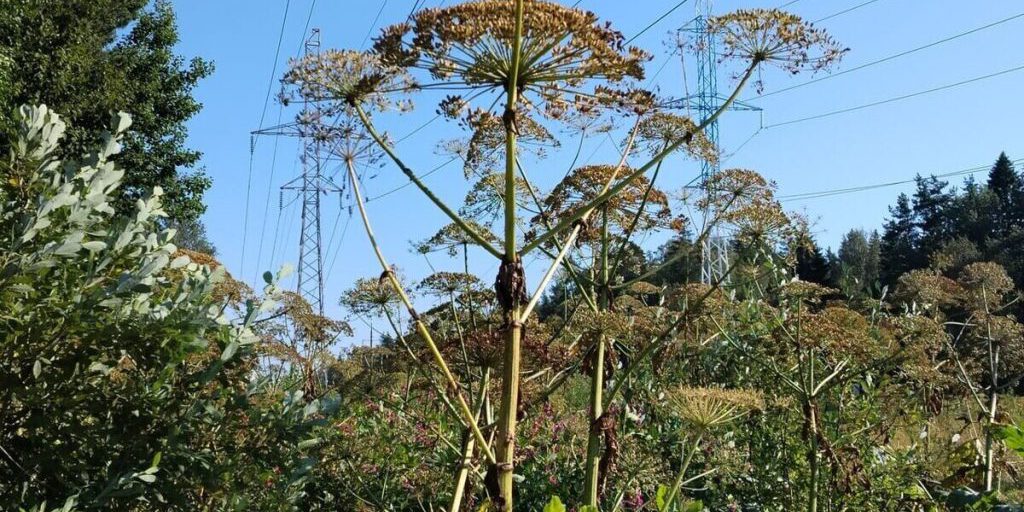 В Калининградской области обработали почти половину очагов борщевика