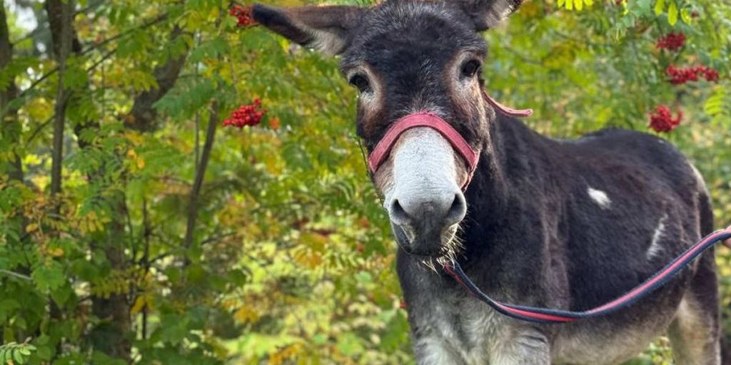 Ослик Жора после службы на СВО поселился в зоопарке Деда Мороза в Великом Устюге