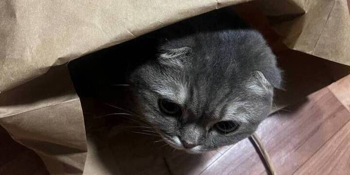 I Gatti: Alleati Insperati per la Salute del Cuore, con un Impatto del 33% sulla Riduzione del Rischio di Infarto