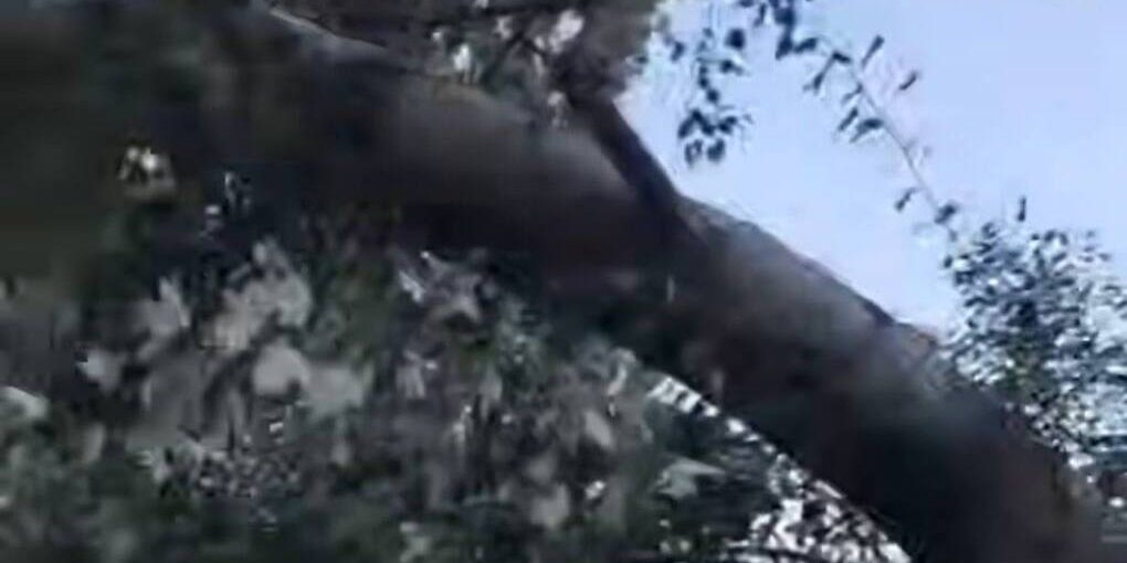 Упавшее дерево оставило без воды часть Махачкалы