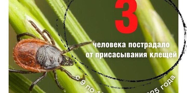 Клещи продолжают угрожать здоровью псковичей