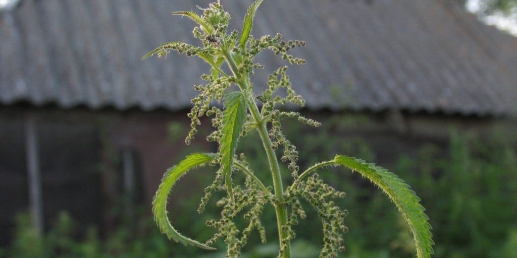 "Udubrare il tuo giardino con la potenza della natura: come preparare un fertilizzante di ortica"