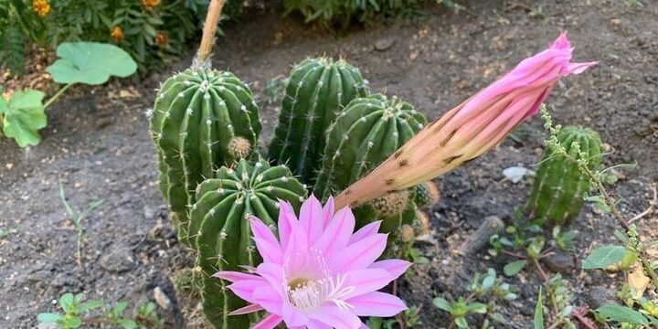 Un insolito evento naturale a Kursk: un cactus fiorisce nel cuore della città russa
