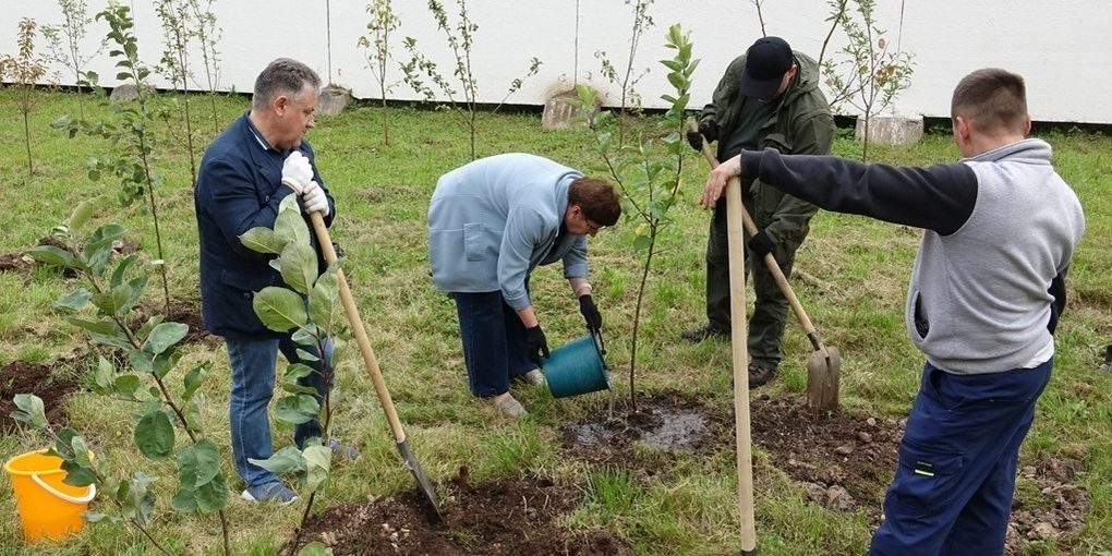 В саду Новгородской областной больницы высадили новые деревья