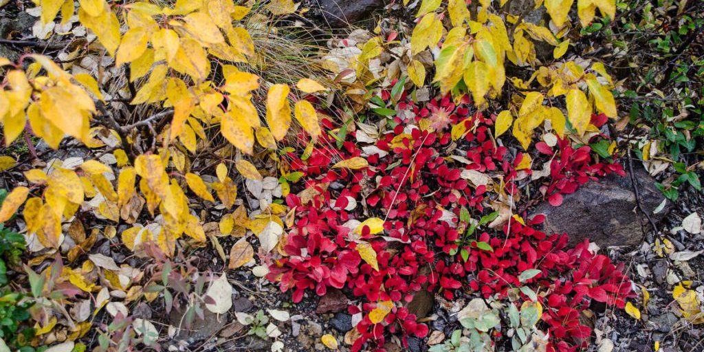 Previsioni meteo per Smolensk il 24 ottobre: cielo nuvoloso senza precipitazioni significative