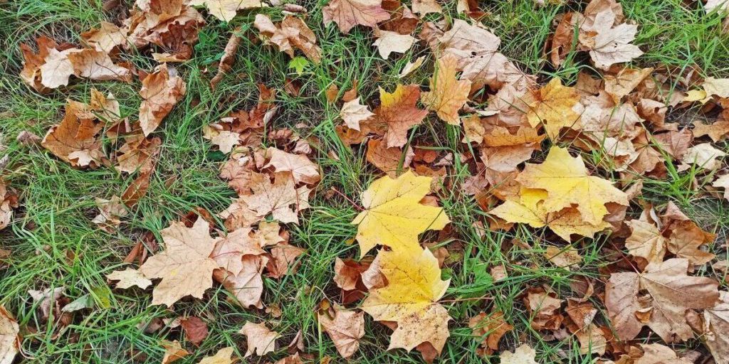 Теплая погода без осадков порадует костромичей до выходных