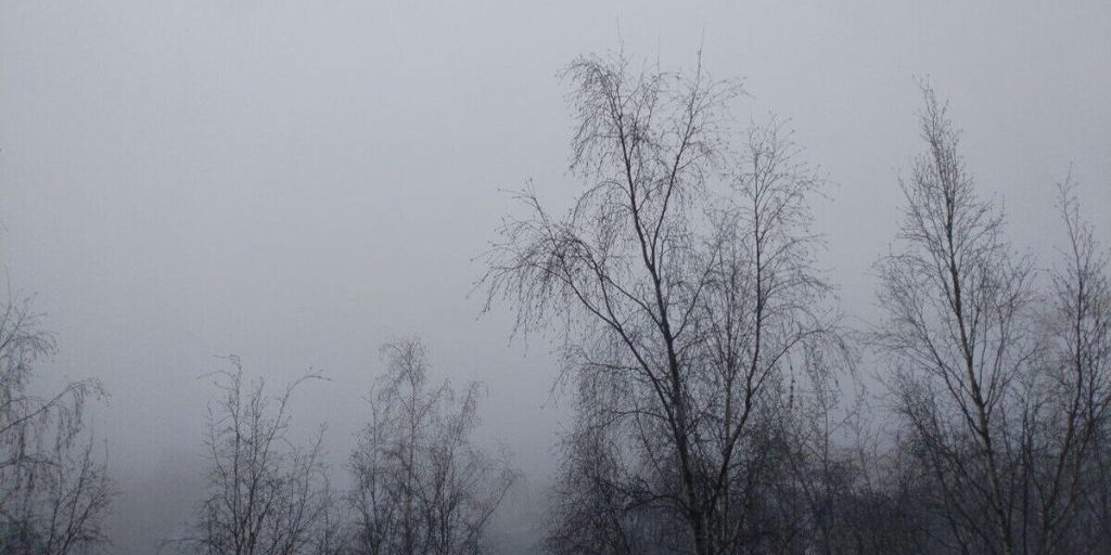В Калининград пришли мороз и туман, но днем потеплеет до +10