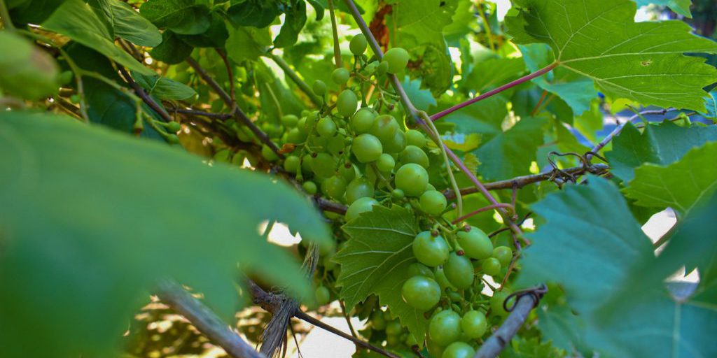 Prevenzione delle Malattie Cardiovascolari: Come l'Uva e uno Stile di Vita Salutare Possono Ridurre il Rischio di Malattie Croniche