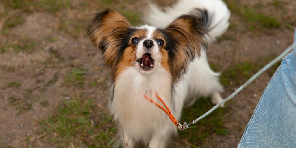 Собаки необычных пород были продемонстрированы на двух национальных выставках в Петрозаводске