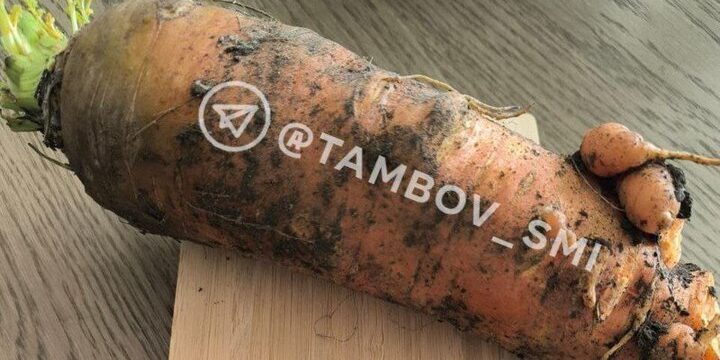 Una Carota Gigante Fa Sensazione a Tambov: Un Record di 1 Chilogrammo e 139 Grammi