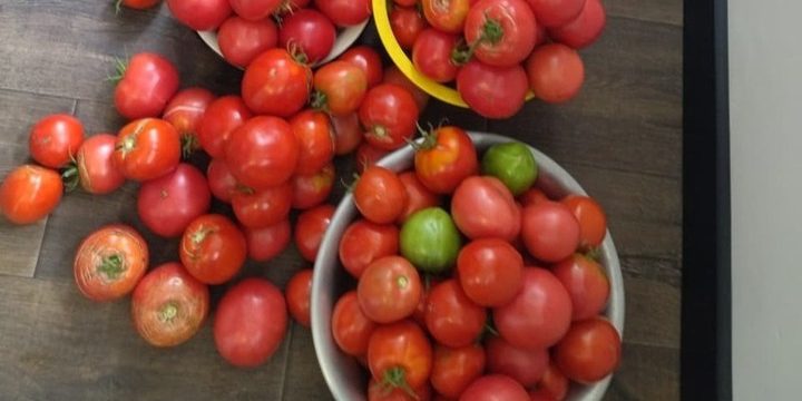 В Воронежской области резко подорожали свежие помидоры