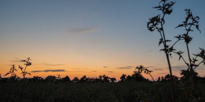 С 1 ноября открывается сезон на пушных зверей и дичь в Астраханской области