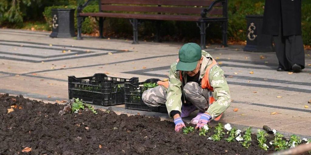Осенью в Краснодаре проходит высадка свыше 300 тыс цветов