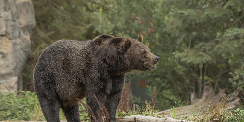 Come evitare incontri pericolosi con i medvedi a Sochi: consigli e raccomandazioni