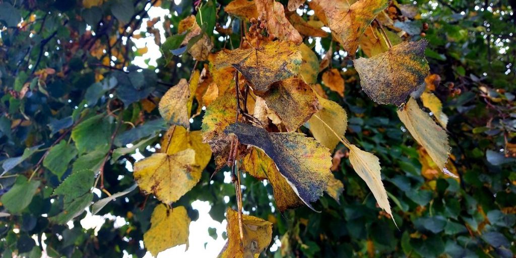 I Colori d'Oro contro la Tristezza: una Iniziativa Russa per Attirare la Felicità