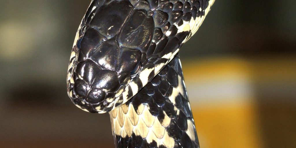 Pitone sulla Terrazza: un Turista Russo Ha un Incontro Inaspettato in Thailandia