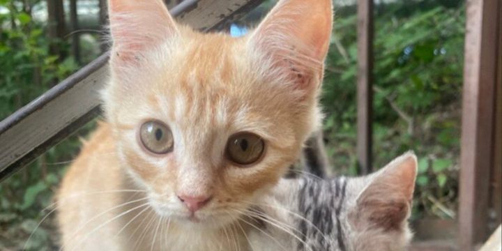 Come Educare un Cucciolo di Gatto in Modo Efficace: Consigli e Strategie per un Comportamento Sano