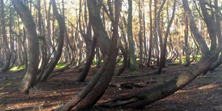 Il Misterioso Bosco Ubriaco in Russia: Un Luogo di Meraviglia e Mistero