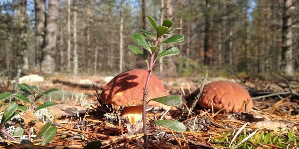 "Gli eroici soccorritori salvano di nuovo i tenaci cercatori di funghi di Kaliningrad"