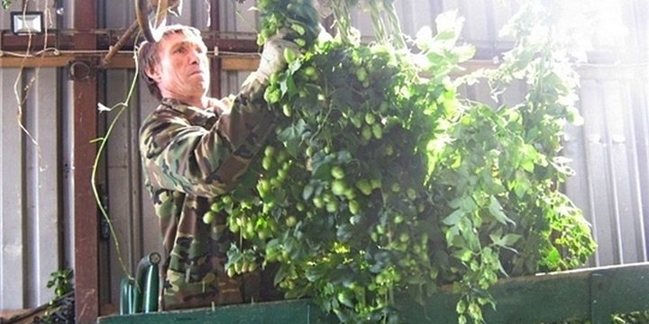 Уборка хмеля в Чувашии набирает обороты