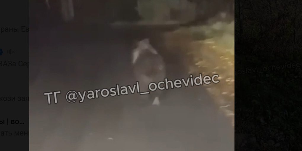 Orsi nella regione di Jaroslavl: un segnale di allarme per la conservazione dell'ambiente naturale