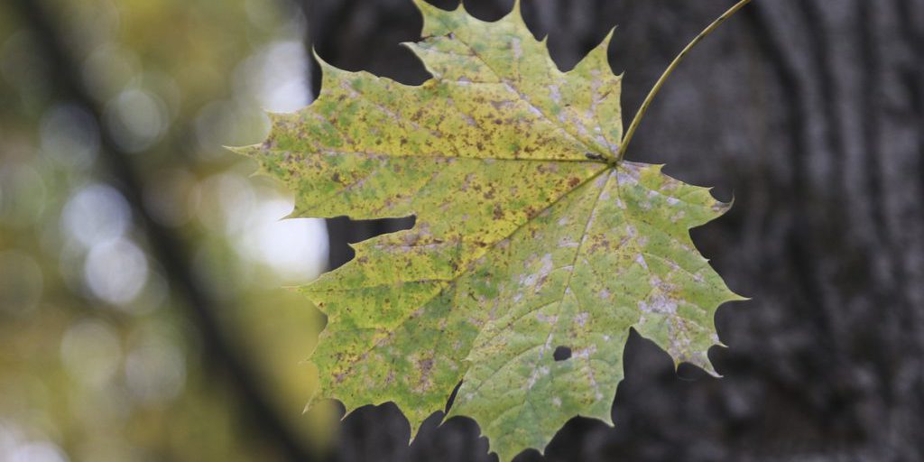 Синоптик рассказал, когда в центр европейской России придет по-настоящему осенняя погода