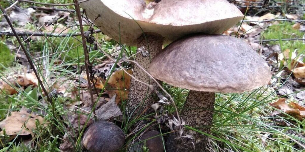 "Le novgorodke salvate dopo due giorni nella foresta: l'importanza della preparazione e della sicurezza in escursione"