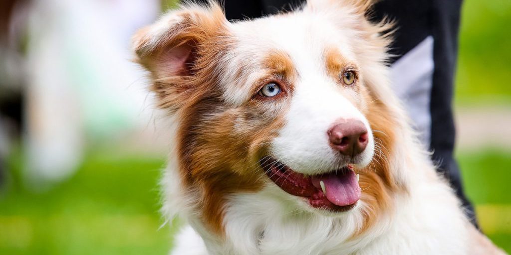 16-летняя девушка пыталась покончить с собой из-за болезни собаки