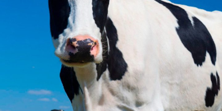 С “Брянской мясной компании” взыскали ущерб за выпас коров на кладбище