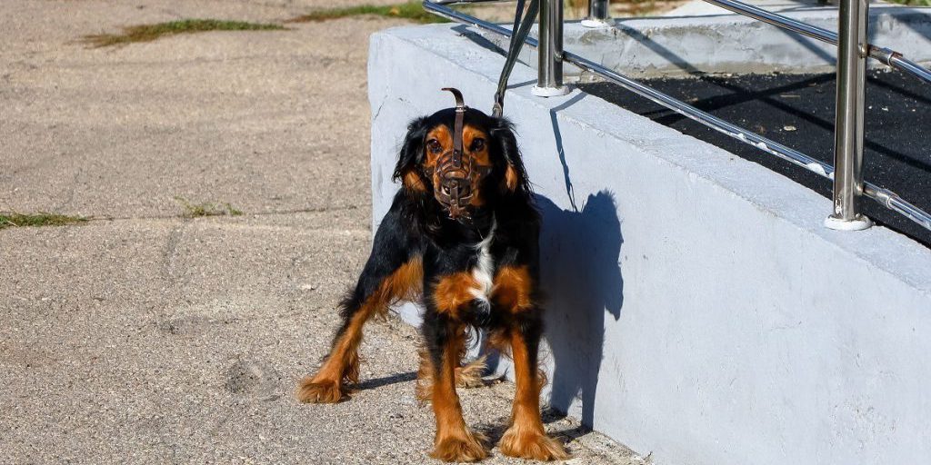 Россиянам подсказали, как защитить собак от отравления догхантерами