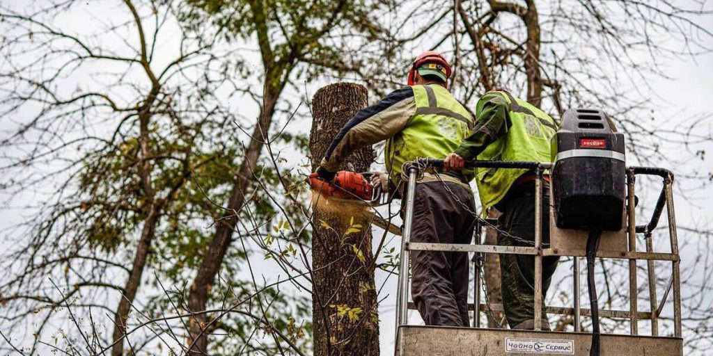 В Пушкинской аллее Белгорода начали убирать аварийные деревья и сухостой