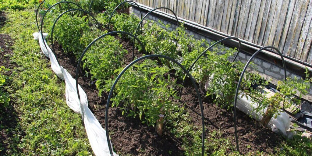 В Гурьевске сняли карантин по западному цветочному трипсу